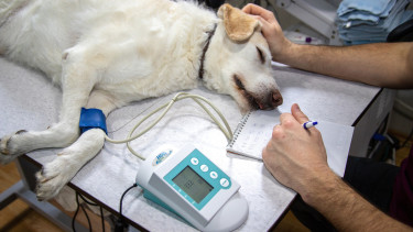 PetSmart opens first veterinary hospital