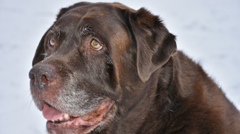 FEDIAF: key information about the nutritional needs of older dogs