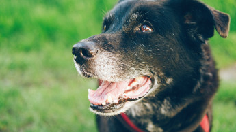 Correct nutrition for older dogs