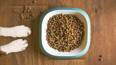 Strong growth in direct pet food sales