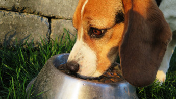 More plant-based meals for dogs?